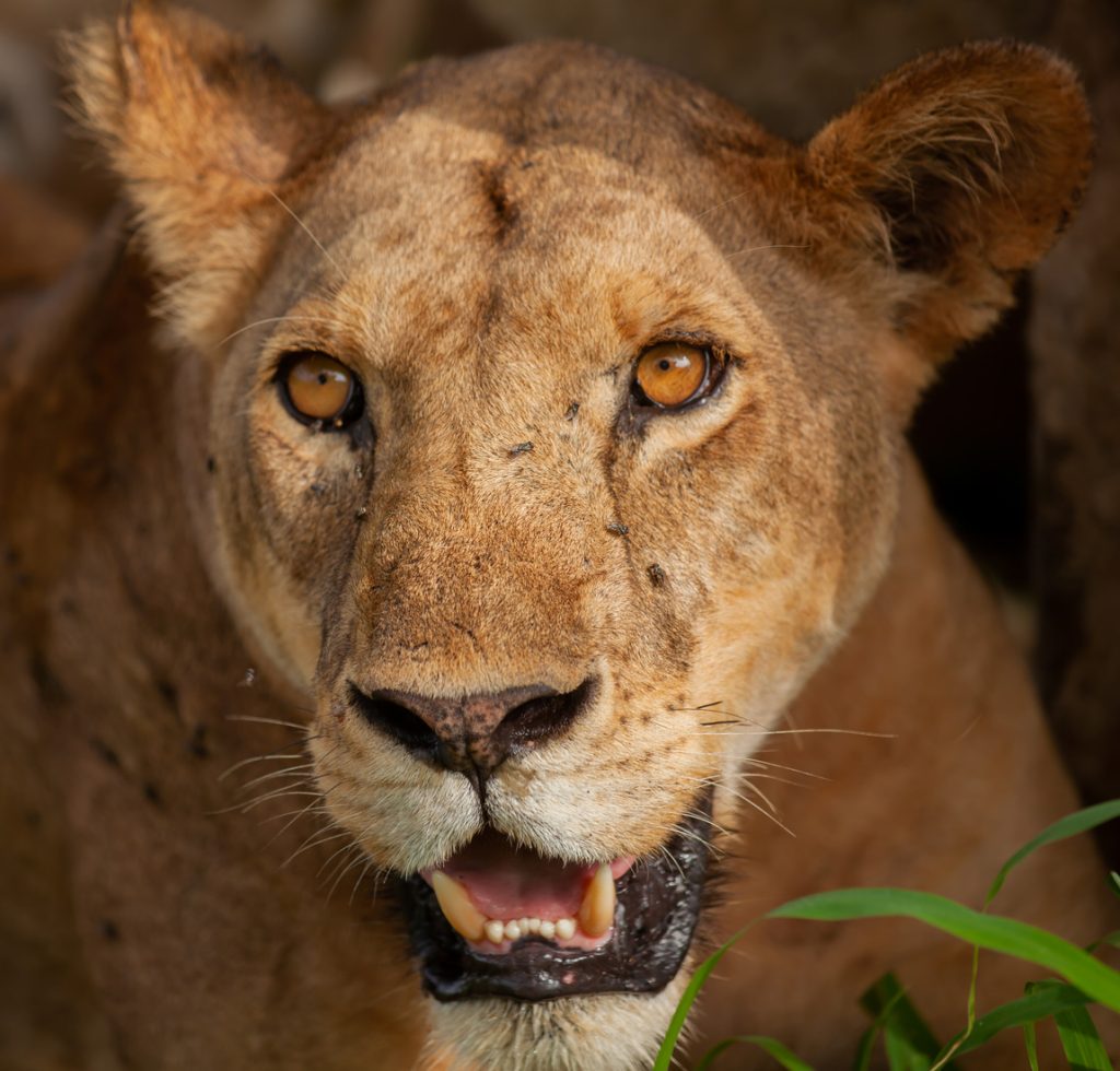Tarangire National Park