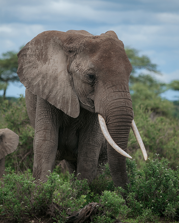 best of tanzania safari