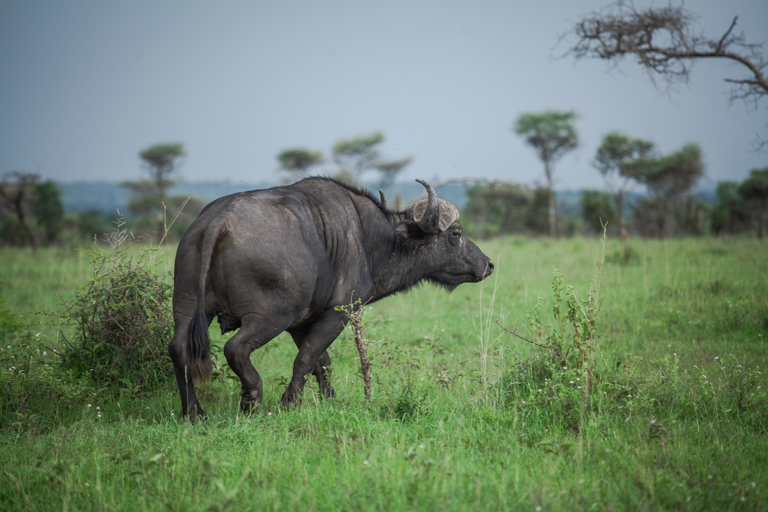 ruaha national park