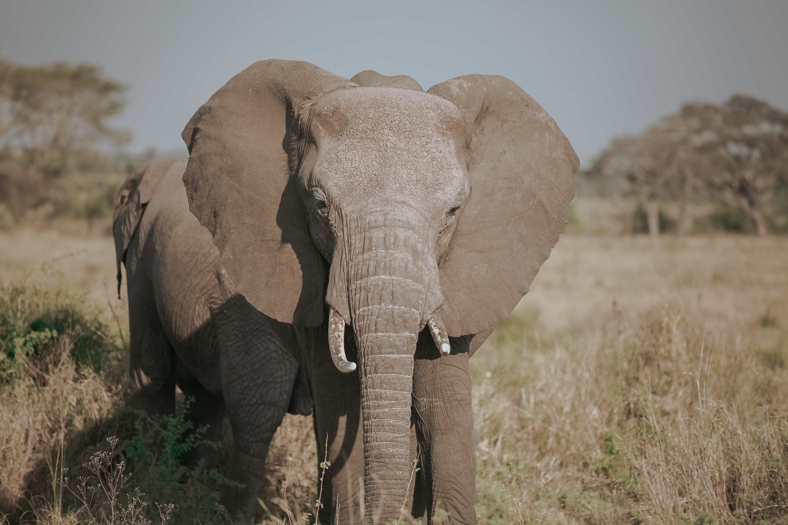 Lake Manyara National Park