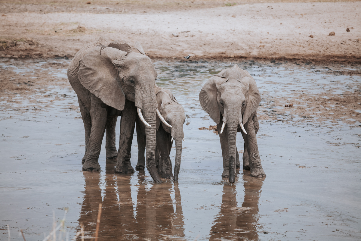 Complete Guide to Tarangire National Park 