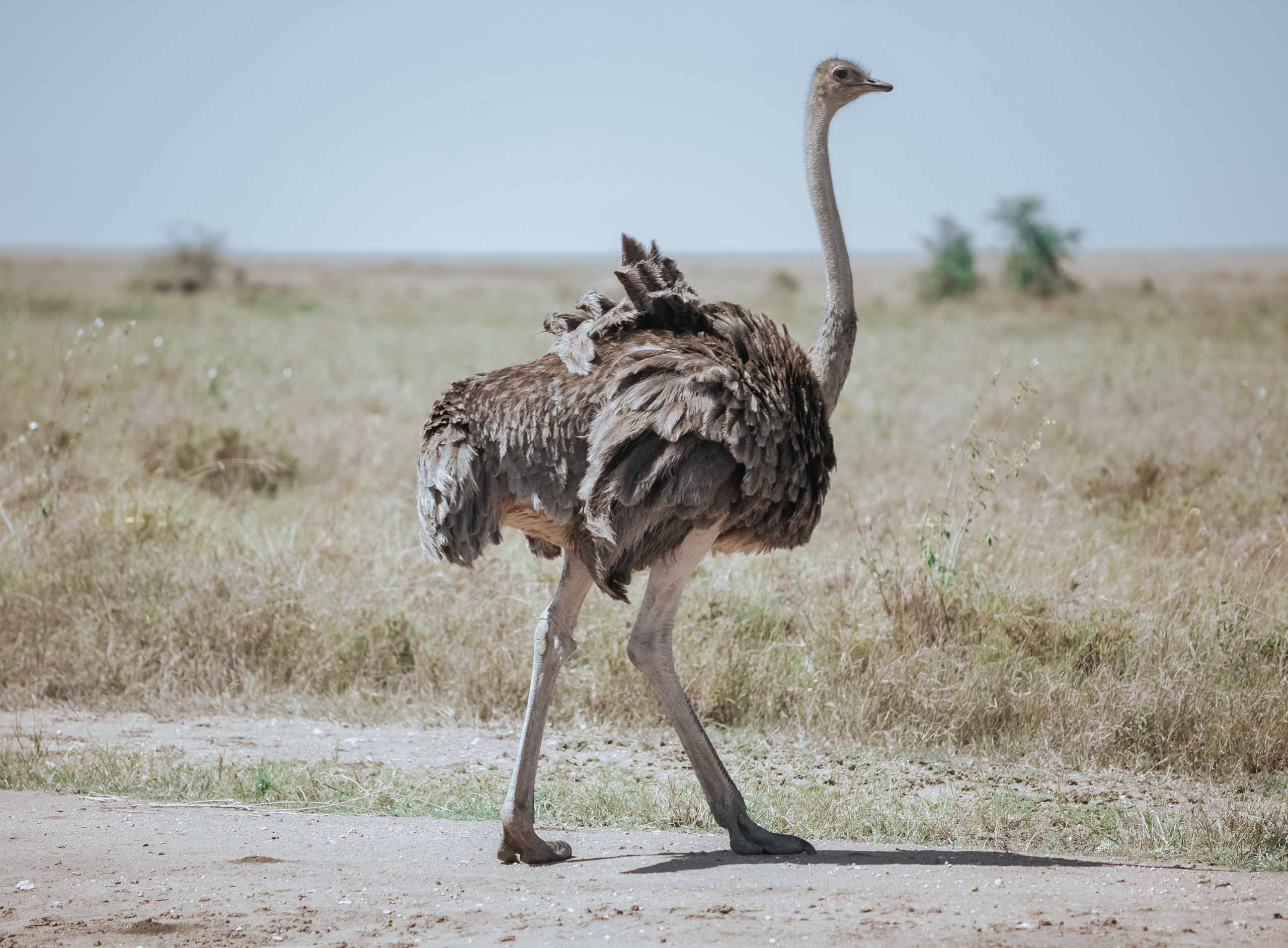 Tarangire National Park 