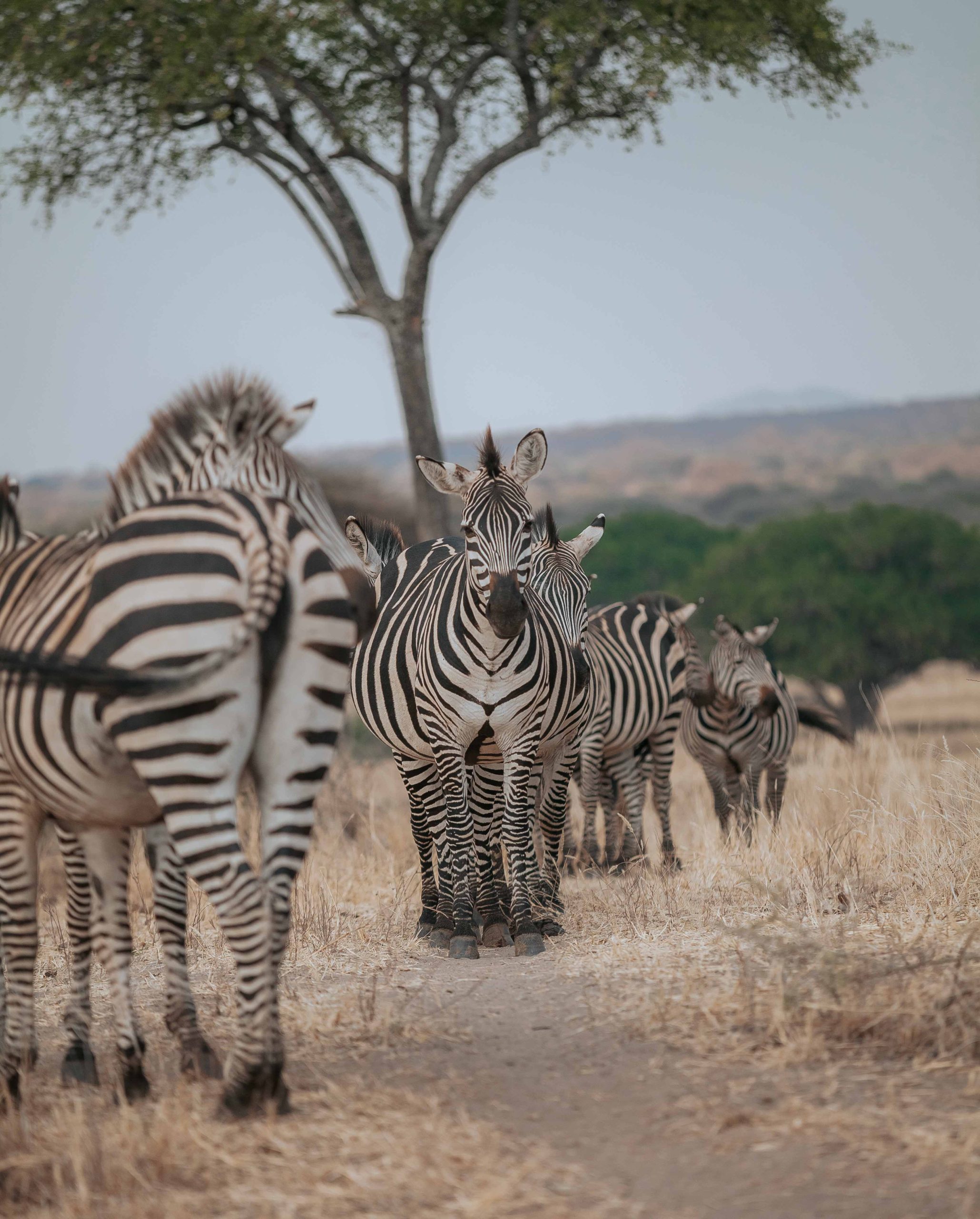 Tarangire-National-Park