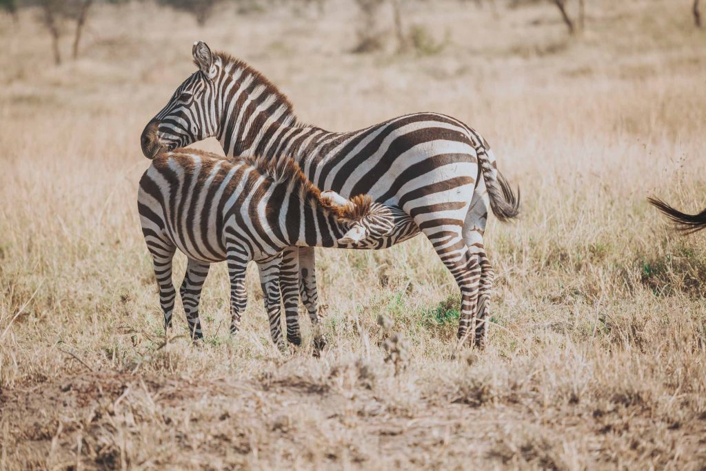 A baby zebra nursing from its mother in Nyerere National Park, Tanzania, during a wildlife safari.