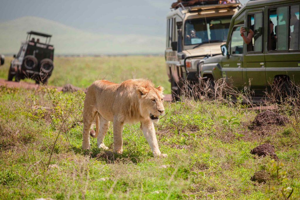 Ngorongoro Crater safari day trip
