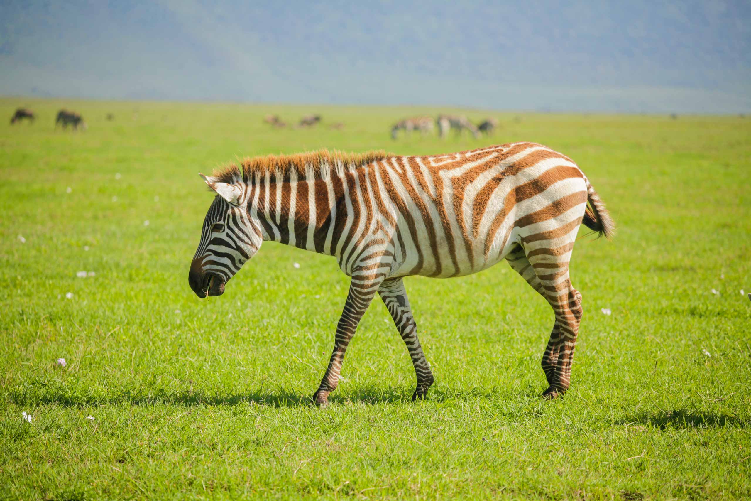 Tanzania Safari in January 