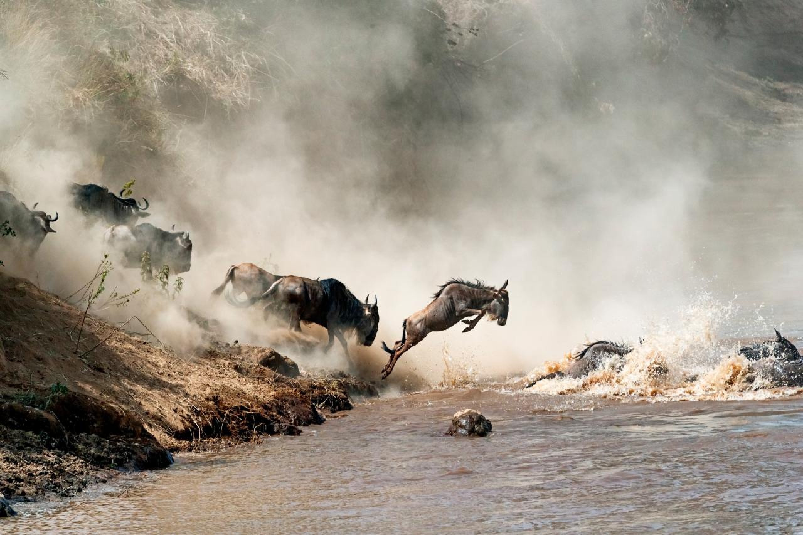 Complete Guide to Great Migration Safari 