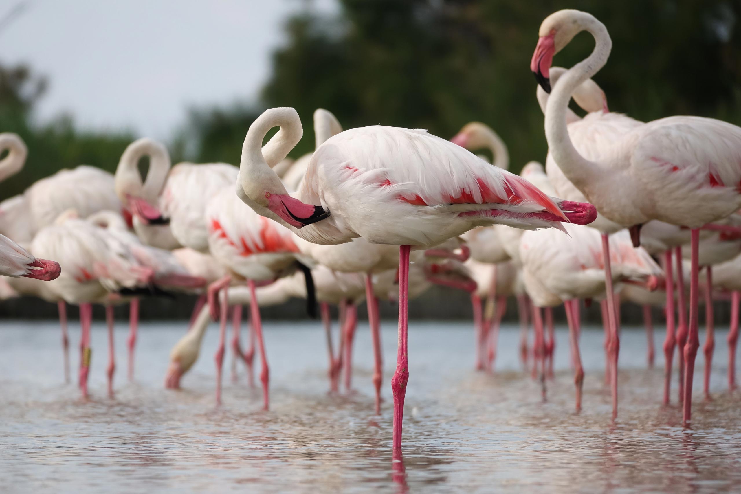Lake Natron Tanzanian Travel Guide