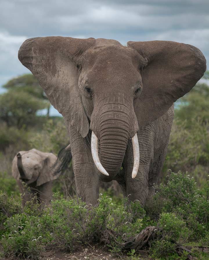 Southern-Serengeti