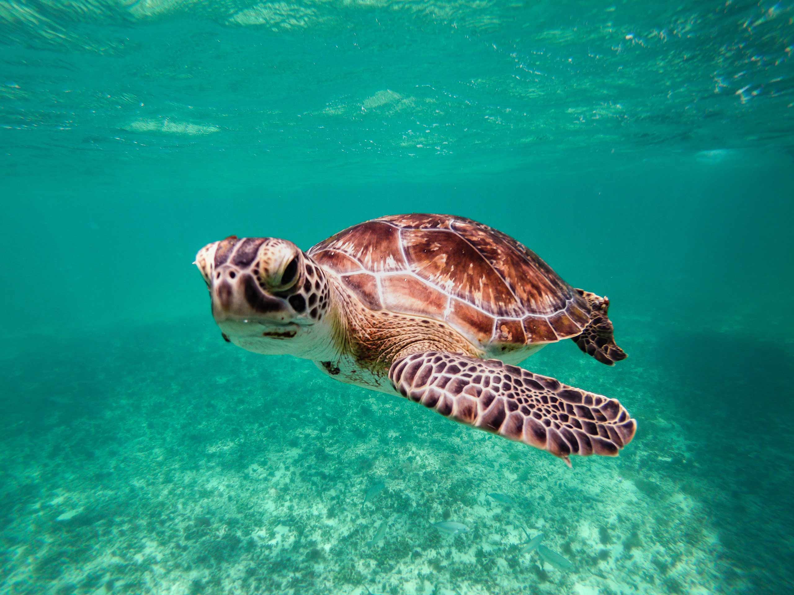 Sea turtle swimming in clear turquoise waters off Zanzibar, Tanzania